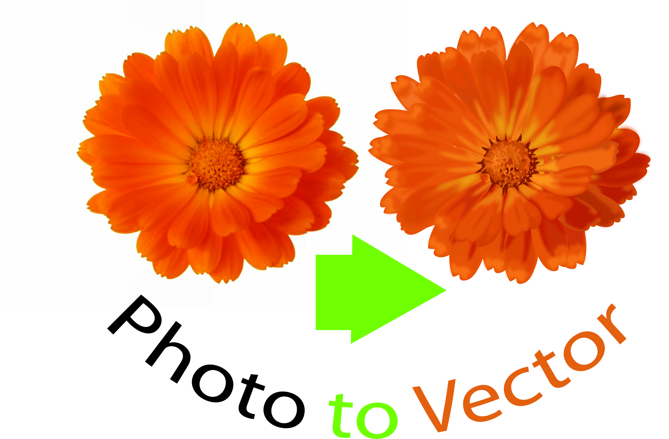 vector flower
